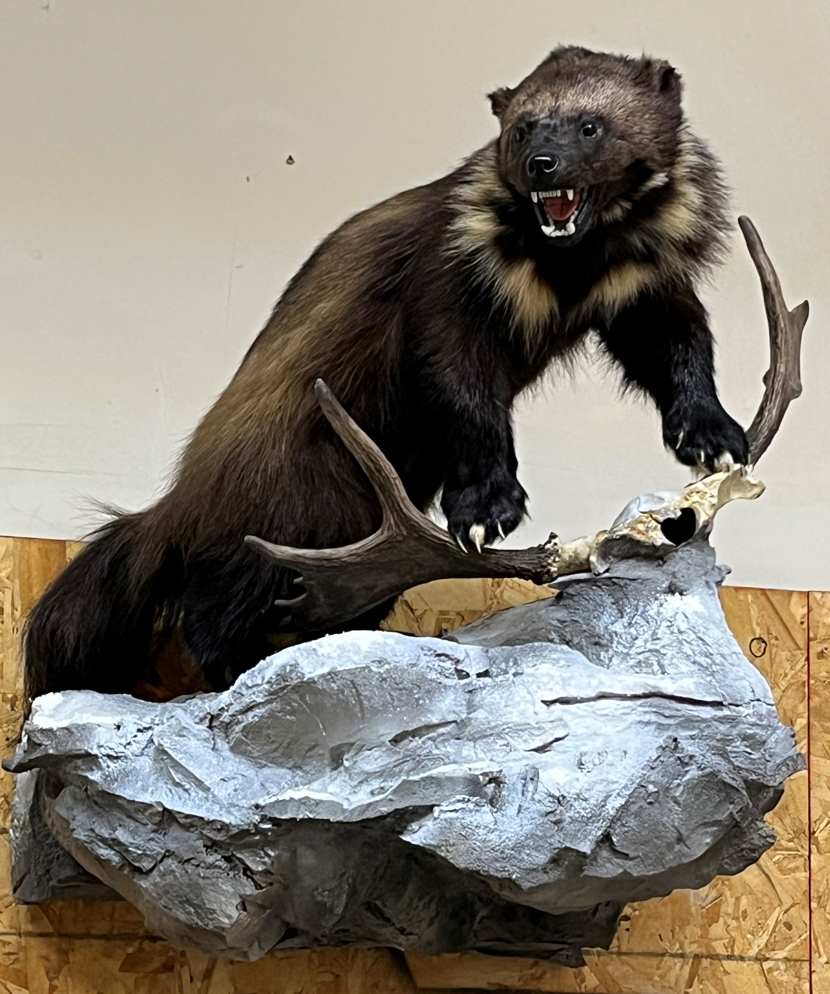 Aggressive Wolverine | Alaska Wilderness Arts and Taxidermy